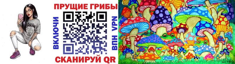 Купить  Курчалой  Галлюциногенные грибы Psilocybine cubensis 